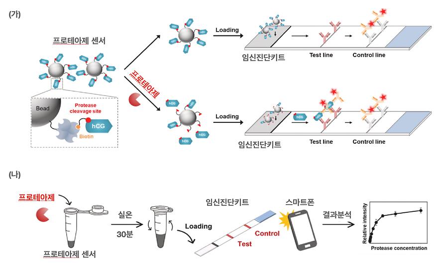 아주대 연구팀,  생명현상 지표 ‘프로테아제’ 신속 검출 기술 개발
